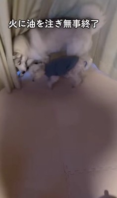 「だって遊びたかったんだもん」