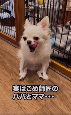 舌を出すこめくん