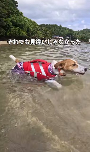 海を泳ぐジャックラッセルテリア