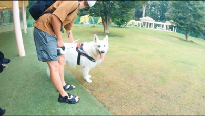 芝生を見渡す白い犬