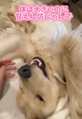 大きくなっても甘えん坊