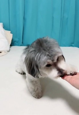 オテするこりきくん