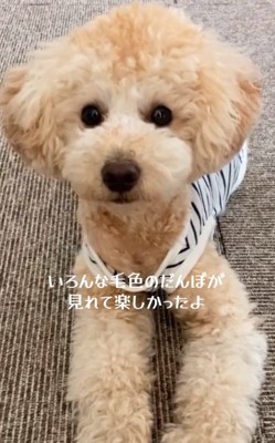 カメラ目線のだんぼくん