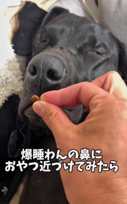 おやつを向けてみたら…