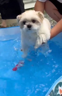 プールで遊ぶ小型犬