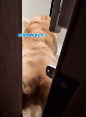 玄関で顔を覗かせる大型犬