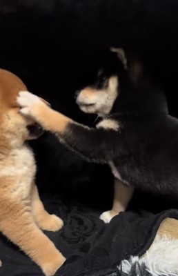 パンチする豆柴の子犬