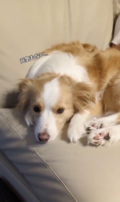 側でくつろいでみたり