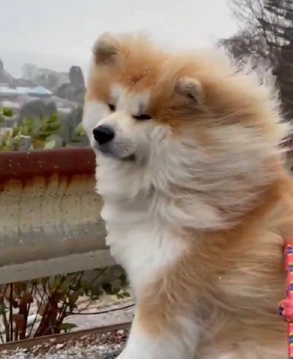 存在感がすごいピポちゃんでした