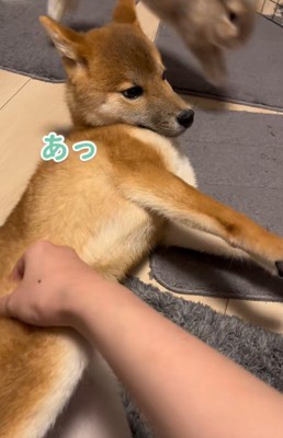 飛んできたのは…