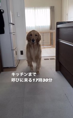 キッチンで飼い主を見つめる犬