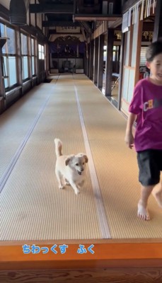 楽しそうに走る犬と人