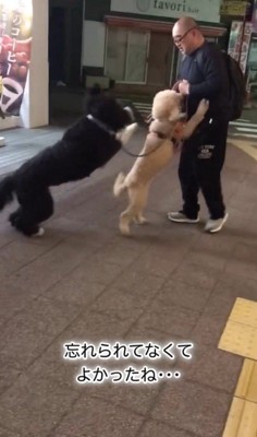 パパさんとプルミちゃん＆バニーちゃんの再会7