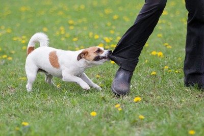 ズボンの裾を引っ張っている犬
