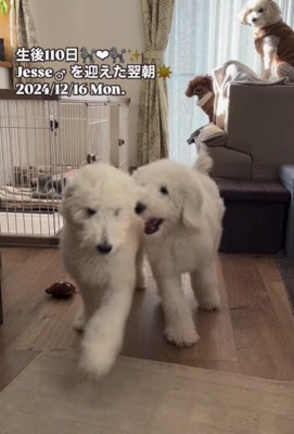 仲睦まじい姿にホッコリ