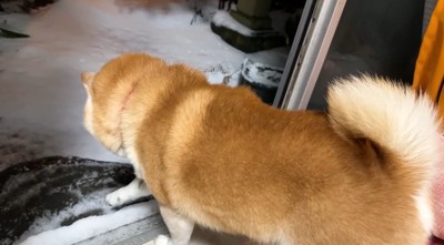 片足をあげる犬