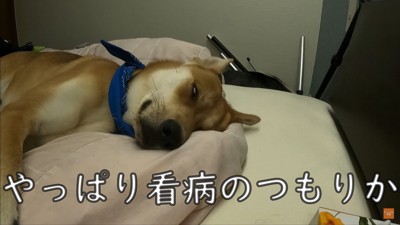 お父さんの看病をするワンジローくん5