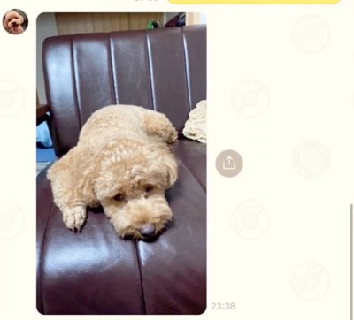 悲しそうなバッキーくん