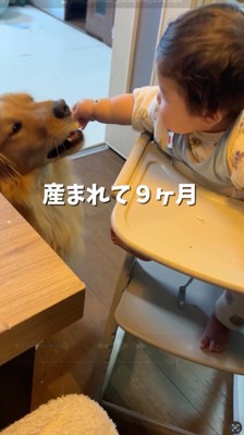 犬に食べ物を手渡す赤ちゃん