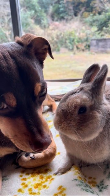 隣同士座るウサギと犬