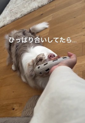 引っ張り合っこするRALくん