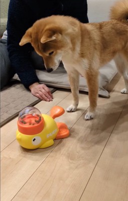 オヤツが出るおもちゃで遊ぶすずちゃん3