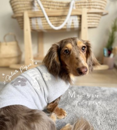 振り返るミニチュアダックスフンド