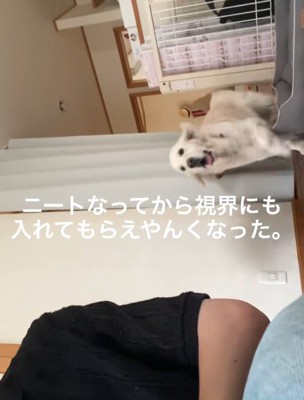 駆け寄ってくると思ったら…