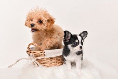 違う犬種の2頭のパピー