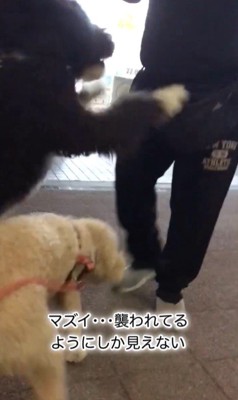 パパさんとプルミちゃん＆バニーちゃんの再会5