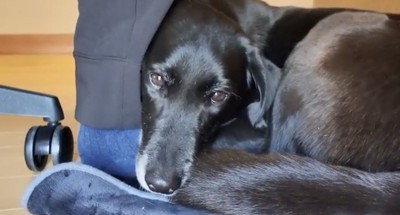 パパの足元で顔を寄せる犬