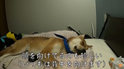 お父さんの看病をするワンジローくん4