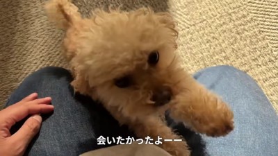 尻尾を振りながら大歓喜！