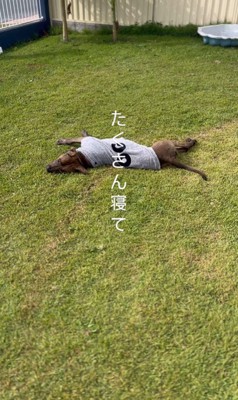 リバくんが2歳になるまで9