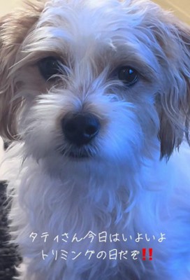 いよいよトリミング当日