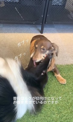 顎をガブガブされるダックス