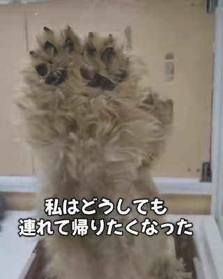 「この子を幸せにしたい」