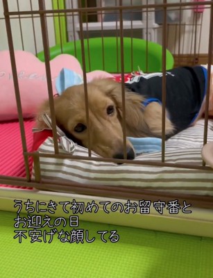 ベッドに丸まり不安そうな犬