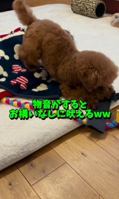 「僕が守るよ!」