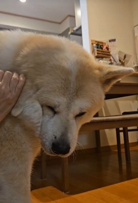 寒い日の朝の駄偉助くん6