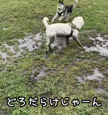 他のわんこもビックリ!?