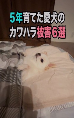 布団で眠るチワワ