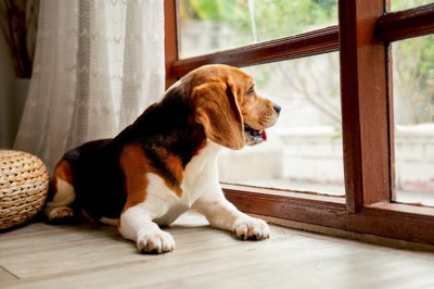 窓辺で落ち着いて過ごす犬