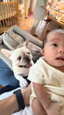 赤ちゃんを見つめる犬
