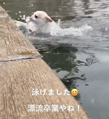 勢いよく泳ぐ犬