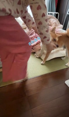 「触るなっ」と甘噛み