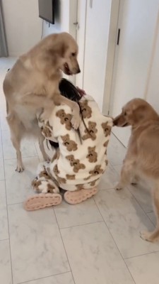 左から女性に覆い被さる犬、右から引っ張る犬