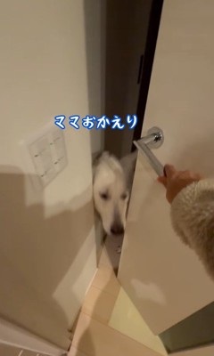 パパが隠れた時のれお君