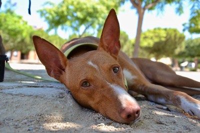 地面に寝転ぶ犬