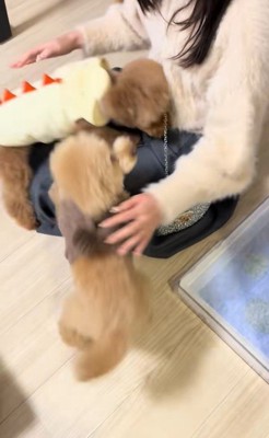 モコちゃんと飼い主さんの再会6